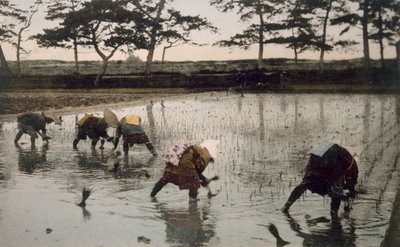 Five peasants re-planting rice in a paddy field by Japanese Photographer